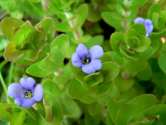 {Bacopa caroliniana}